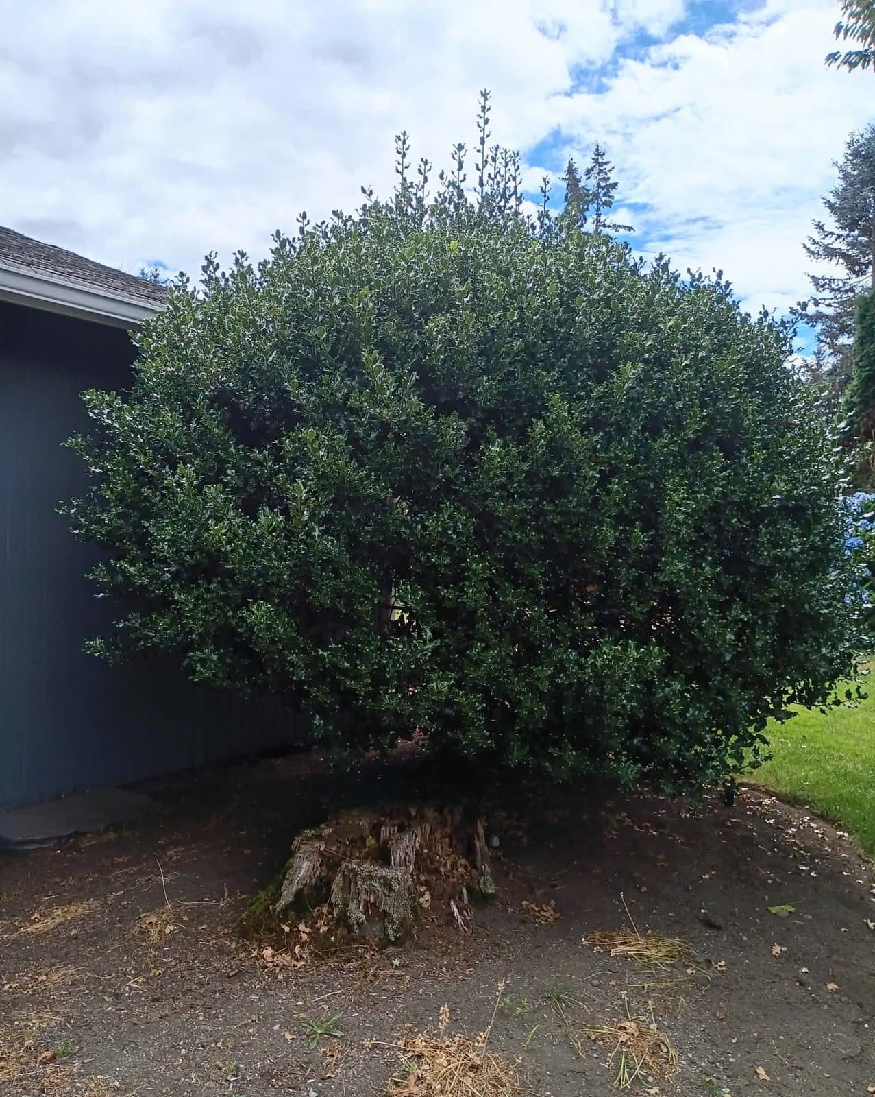 Shrub to tree, before