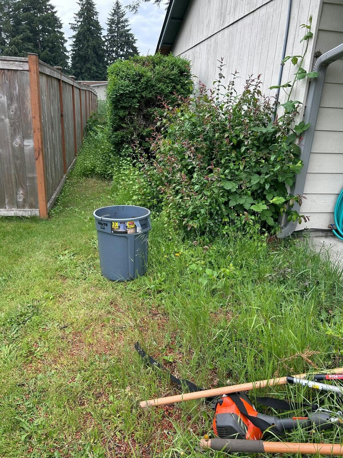Side yard cleanup, before