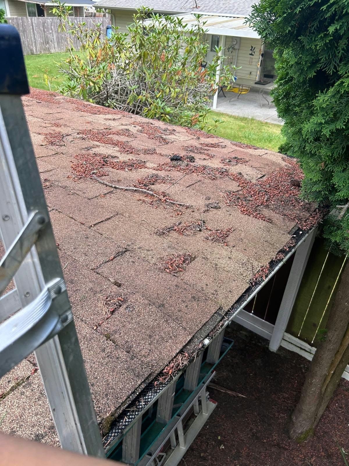 Shingle roof, before